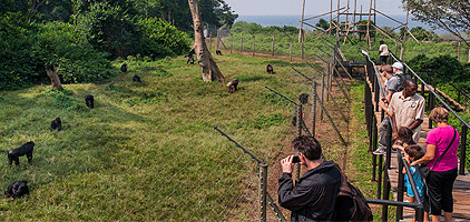 Kampala Day Tour Ngamba Island Chimps Sanctuary Safari
