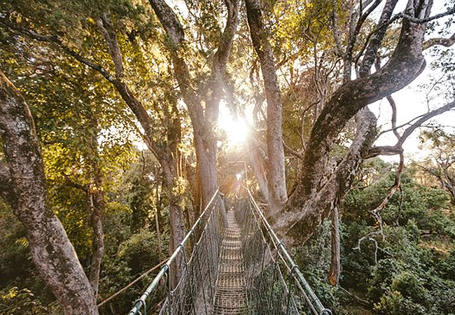 ngare-ndare-forest-reserve-canopy-bridge Ngare Ndare Forest Reserve
