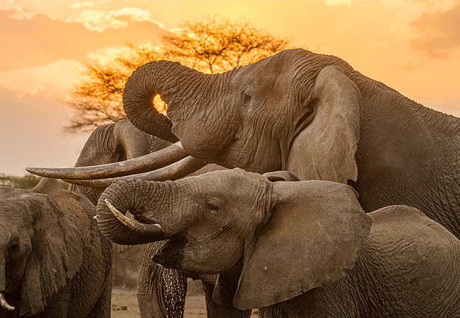 ngulia-safari-lodge-tsavo-west-national-park-elephants Ngulia Safari Lodge Tsavo West National Park
