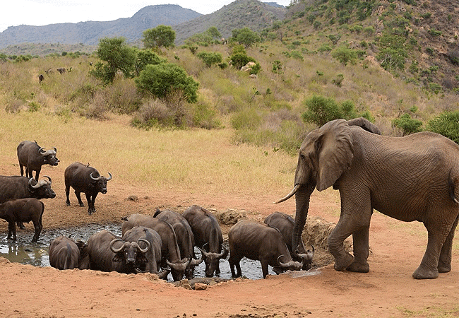 ngulia-safari-lodge-tsavo-west-national-park-flood-lit-waterhole Ngulia Safari Lodge Tsavo West National Park