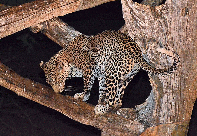 ngulia-safari-lodge-tsavo-west-national-park-puts-out-bait-to-attract-leopards Ngulia Safari Lodge Tsavo West National Park