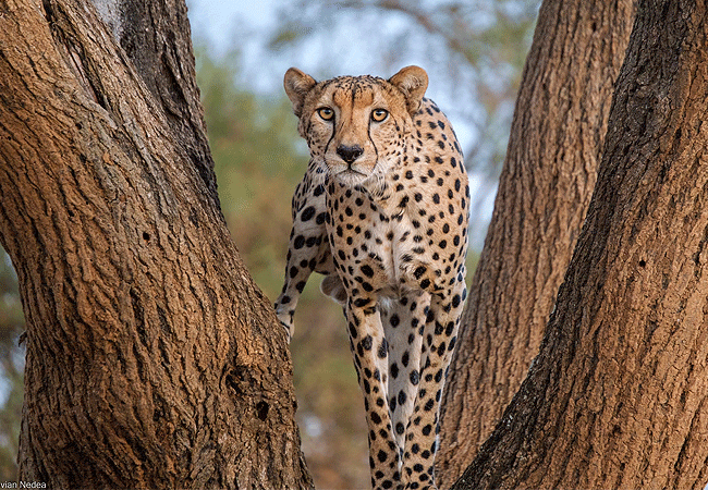 ngulia-safari-lodge-tsavo-west-national-park-cheetah Ngulia Safari Lodge Tsavo West National Park