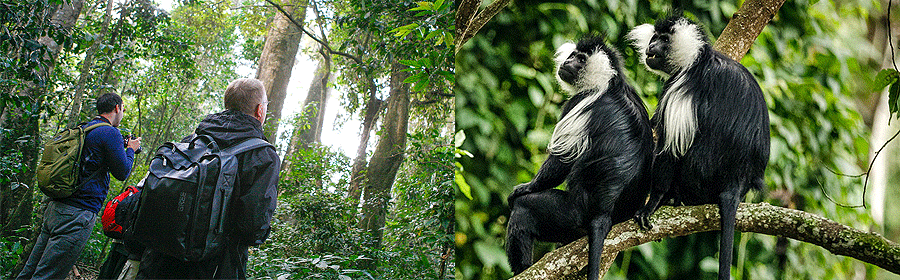 Nyungwe National Park 1 Day Chimpanzee Trekking Rwanda Safari