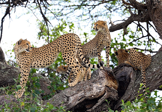 ol-donyo-lodge-chyulu-hills-cheetahs Ol Donyo Lodge Chyulu Hills Kenya Safari