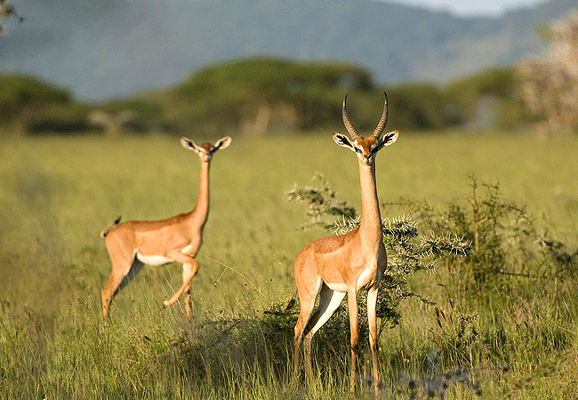 ol-donyo-lodge-chyulu-hills-gerenuk-giraffe-gazell Ol Donyo Lodge Chyulu Hills Kenya Safari