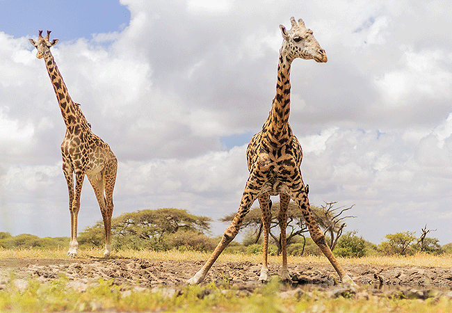 ol-donyo-lodge-chyulu-hills-giraffes Ol Donyo Lodge Chyulu Hills Kenya Safari