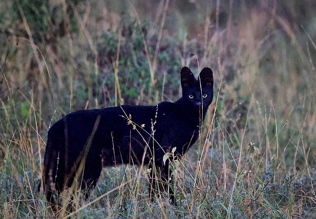 ol-donyo-lodge-chyulu-hills -kenya-black-serval-cat Ol Donyo Lodge Chyulu Hills Kenya Safari