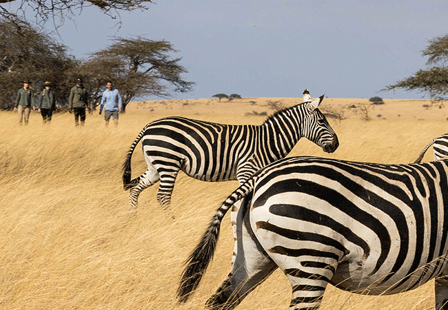 ol-donyo-lodge-chyulu-hills-offers-guided-nature-walks-as-one-of-its-activities Ol Donyo Lodge Chyulu Hills Kenya Safari