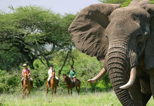 ol-donyo-lodge-chyulu-hills-offers-horseback-riding-safaris-as-one-of-its-unique-activities-allowing-guests-to-explore-the-wilderness Ol Donyo Lodge Chyulu Hills Kenya Safari