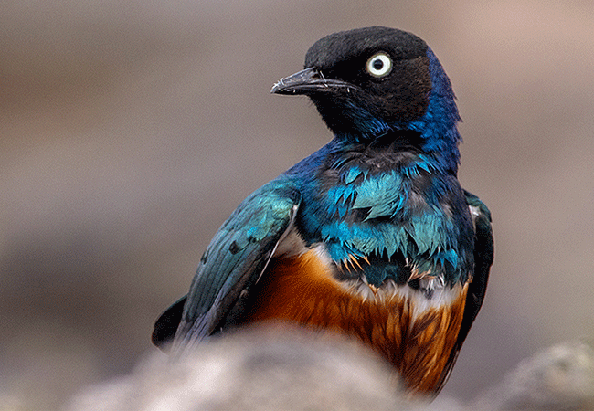 ol-donyo-lodge-chyulu-hills-superb-starling Ol Donyo Lodge Chyulu Hills Kenya Safari