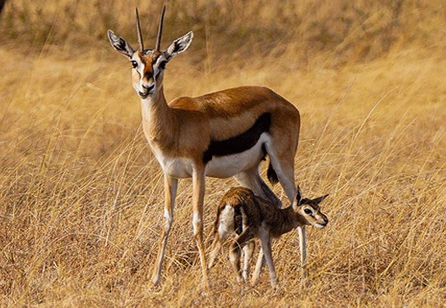 ol-donyo-lodge-chyulu-hills-thomsons-gazelle Ol Donyo Lodge Chyulu Hills Kenya Safari