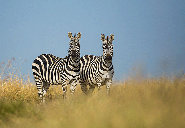ol-donyo-lodge-chyulu-hills-zebras Ol Donyo Lodge Chyulu Hills Kenya Safari