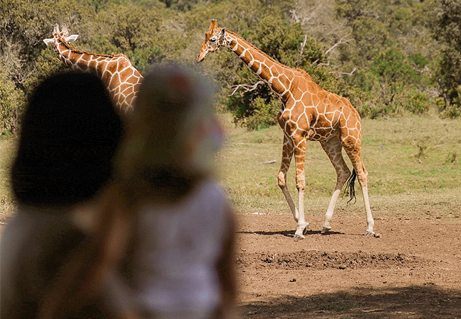 Ol Pejeta Safari Cottages Laikipia