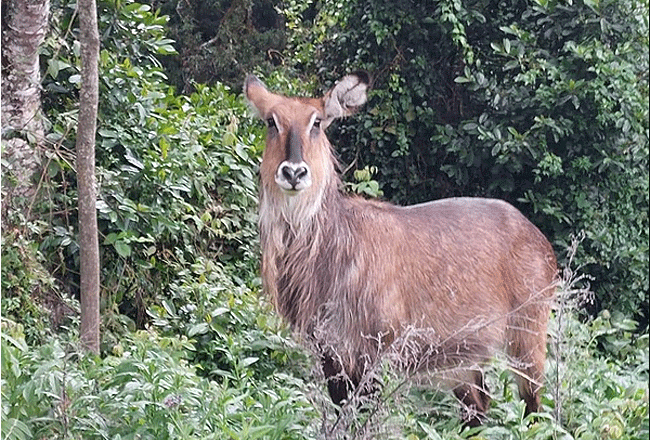 one-day hike to Mount Kenya from Nairobi