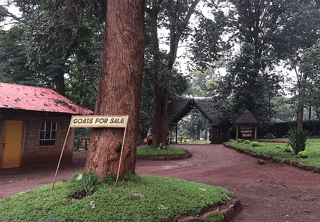 paradise-lost-resort-farm-kiambu-1-day-tour- Paradise Lost Resort Farm Kiambu 1 Day Tour