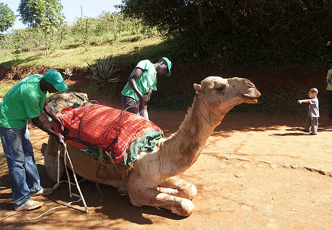 paradise-lost-resort-farm-kiambu-1-day-tour-camel-rides Paradise Lost Resort Farm Kiambu 1 Day Tour