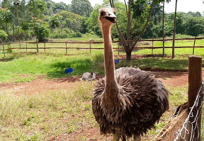 paradise-lost-resort-farm-kiambu-1-day-tour Paradise Lost Resort Farm Kiambu 1 Day Tour