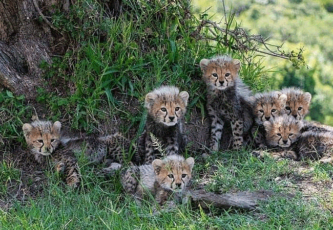 rhino-tourist-tented-camp-masai-mara-7-healthy-cheetah-cubs Rhino Tourist Tented Camp Masai Mara