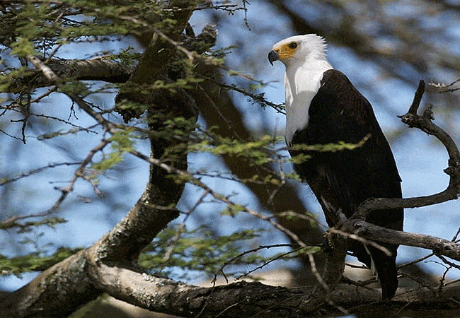 rhino-tourist-tented-camp-masai-mara-african-fish-eagle Rhino Tourist Tented Camp Masai Mara