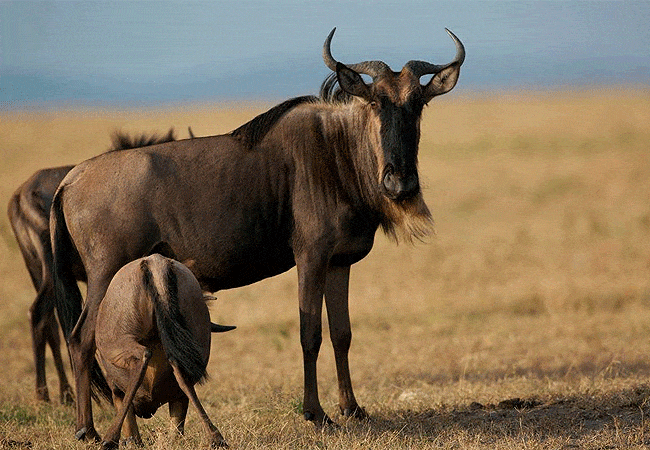 rhino-tourist-tented-camp-masai-mara-african-wildebeest Rhino Tourist Tented Camp Masai Mara
