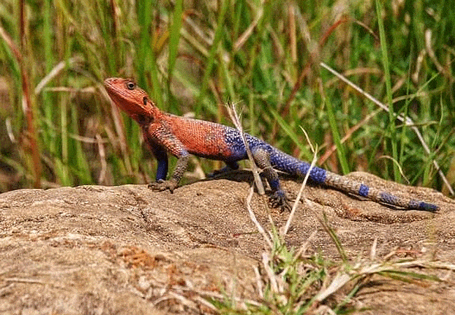 rhino-tourist-tented-camp-masai-mara-agama-lizard Rhino Tourist Tented Camp Masai Mara