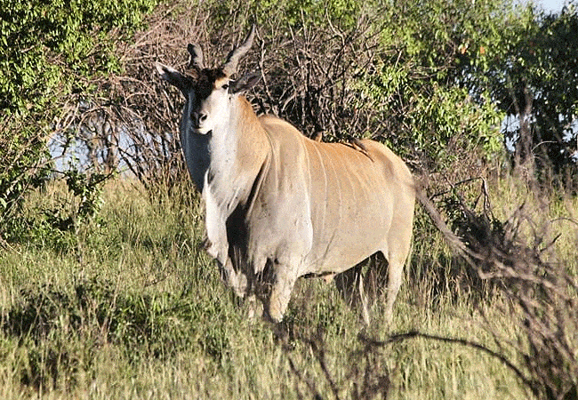 rhino-tourist-tented-camp-masai-mara-common-eland Rhino Tourist Tented Camp Masai Mara