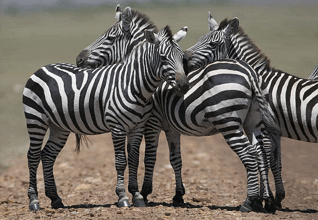 rhino-tourist-tented-camp-masai-mara-common zebras Rhino Tourist Tented Camp Masai Mara