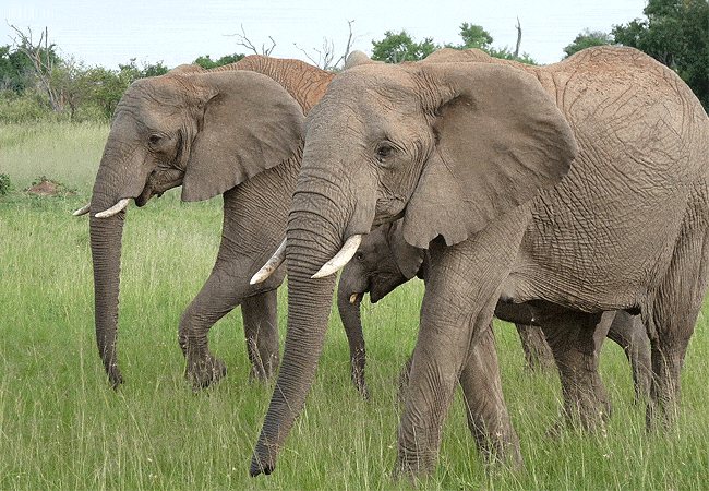 rhino-tourist-tented-camp-masai-mara-elephants Rhino Tourist Tented Camp Masai Mara