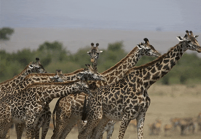 rhino-tourist-tented-camp-masai-mara-giraffes Rhino Tourist Tented Camp Masai Mara