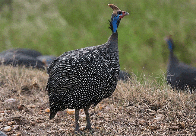 rhino-tourist-tented-camp-masai-mara-helmeted-guineafowl Rhino Tourist Tented Camp Masai Mara