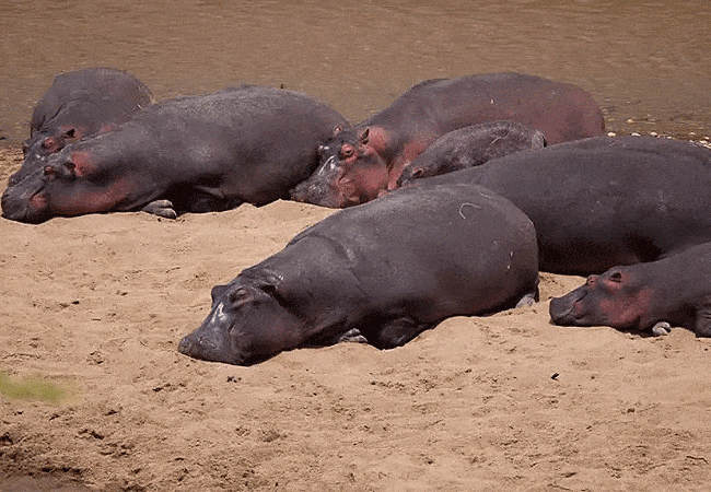 rhino-tourist-tented-camp-masai-mara-hippopotamus Rhino Tourist Tented Camp Masai Mara
