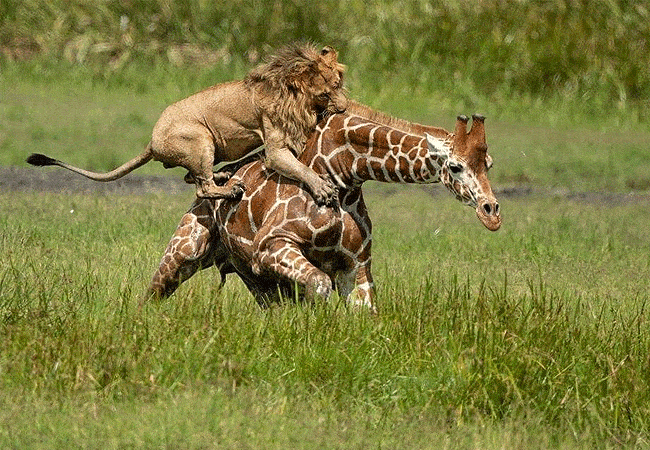 rhino-tourist-tented-camp-masai-mara-ion-attacks-and-kills-giraffe Rhino Tourist Tented Camp Masai Mara