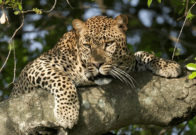 rhino-tourist-tented-camp-masai-mara-leopard Rhino Tourist Tented Camp Masai Mara