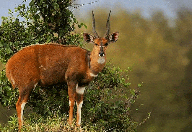 rhino-tourist-tented-camp-masai-mara-male-bushbuck Rhino Tourist Tented Camp Masai Mara