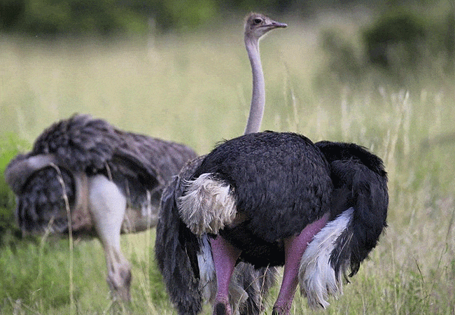 rhino-tourist-tented-camp-masai-mara-masai-ostrich Rhino Tourist Tented Camp Masai Mara