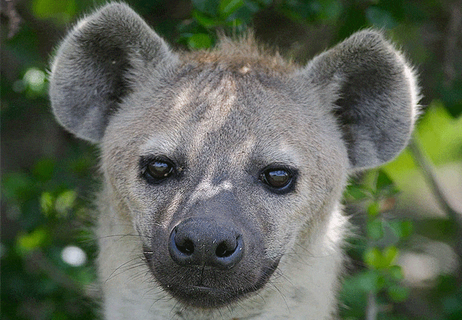 rhino-tourist-tented-camp-masai-mara-spotted-hyena Rhino Tourist Tented Camp Masai Mara