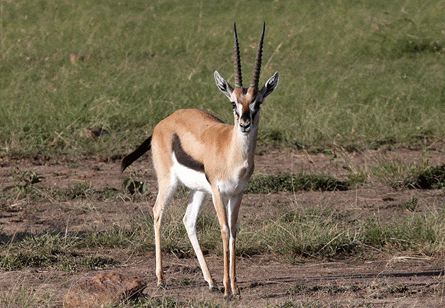 rhino-tourist-tented-camp-masai-mara-thomsons-gazelle Rhino Tourist Tented Camp Masai Mara