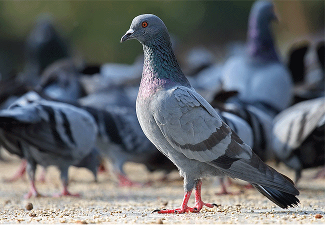 lake-bogoria-game-reserve-2-days-1-night-safari-rock-dove Lake Bogoria Game Reserve 2 Days 1 Night Safari