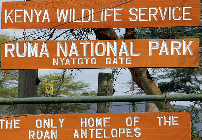 Ruma National Park 1-Day Safari Kisumu Tours