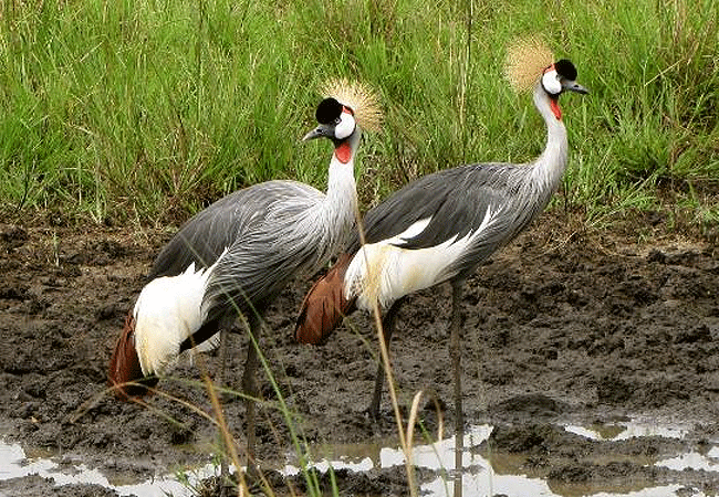 Ruma National Park 1-Day Safari Kisumu Tours