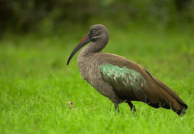 Ruma National Park 1-Day Safari Kisumu Tours