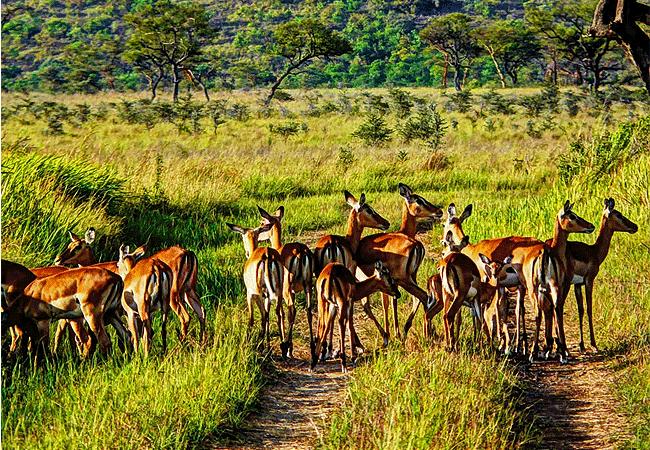 Ruma National Park 1-Day Safari Kisumu Tours