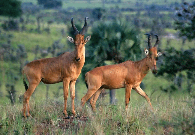 Ruma National Park 1-Day Safari Kisumu Tours