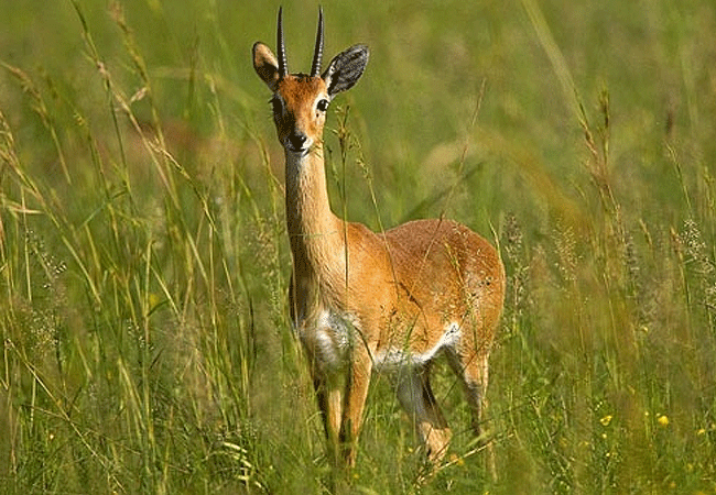 Ruma National Park 1-Day Safari Kisumu Tours