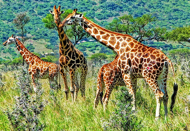 Ruma National Park 1-Day Safari Kisumu Tours