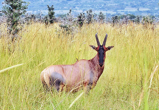 Ruma National Park 1-Day Safari Kisumu Tours