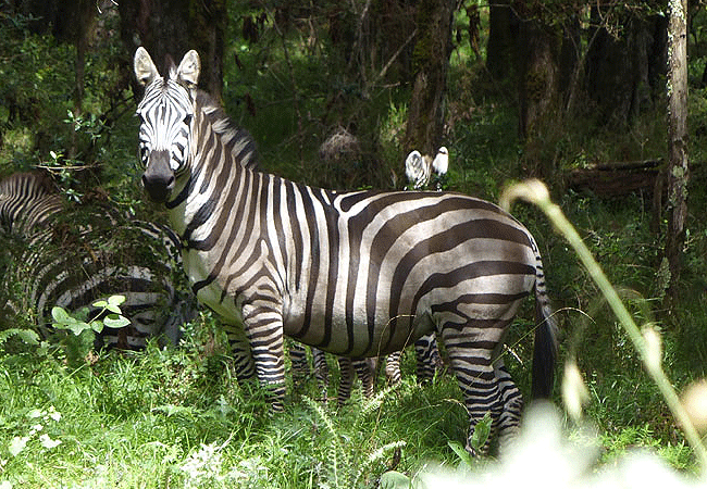 Rutundu log cabins Mount Kenya