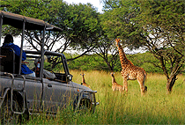 Saadani National Park Day Trip Dar es Salaam Safari