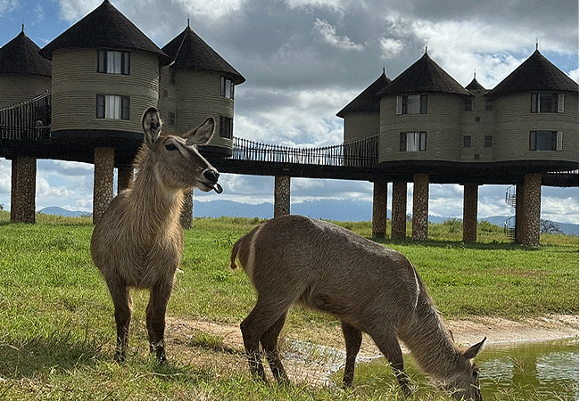 salt-lick-safari-lodge-common-waterbuck Salt Lick Safari Lodge