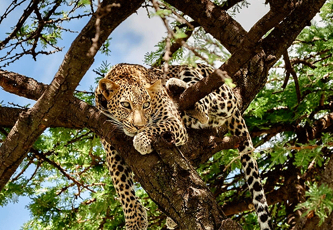 salt-lick-safari-lodge-day-game-drive-leopard Salt Lick Safari Lodge